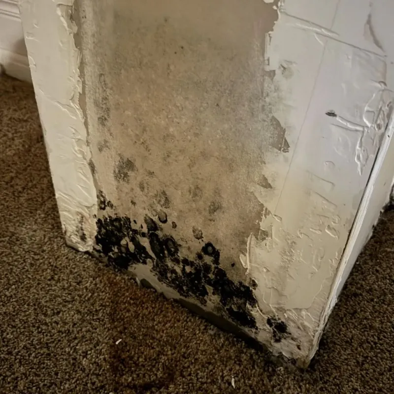 Professional Mold Removal in New Carlisle, OH